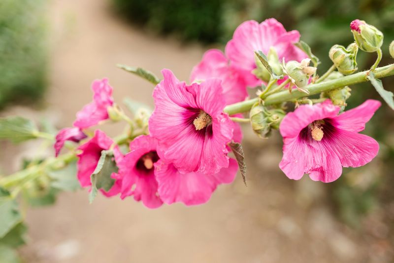 Hollyhocks