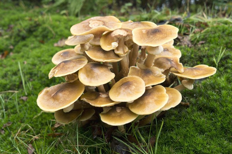 Honey Fungus
