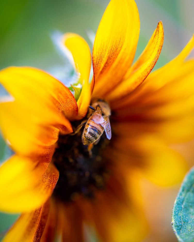 Honey