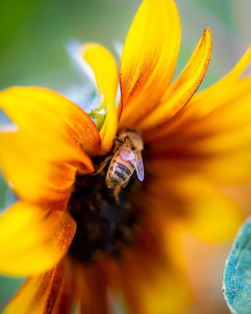 Honey