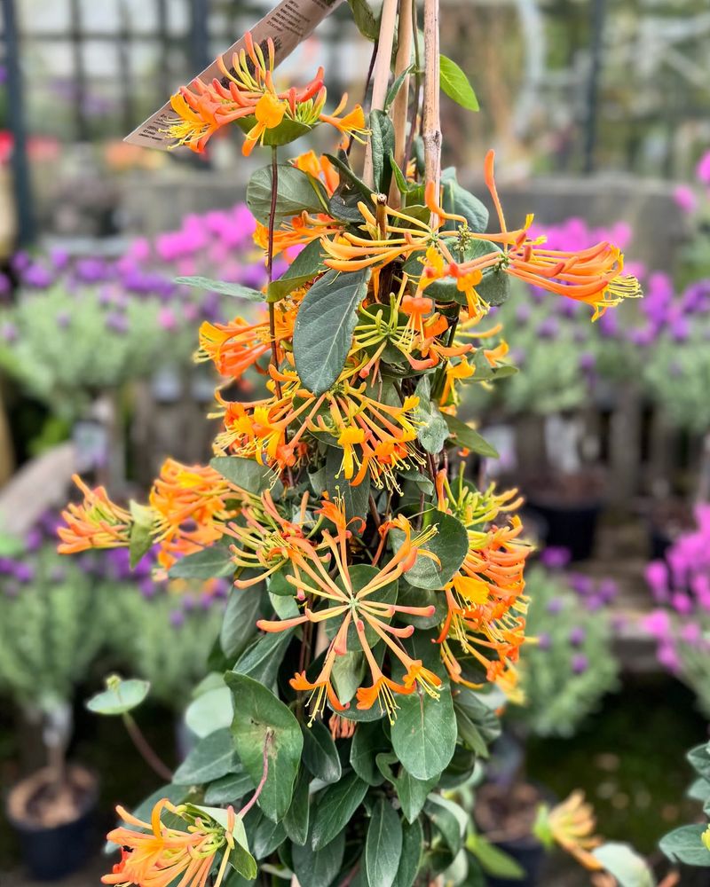 Honeysuckle