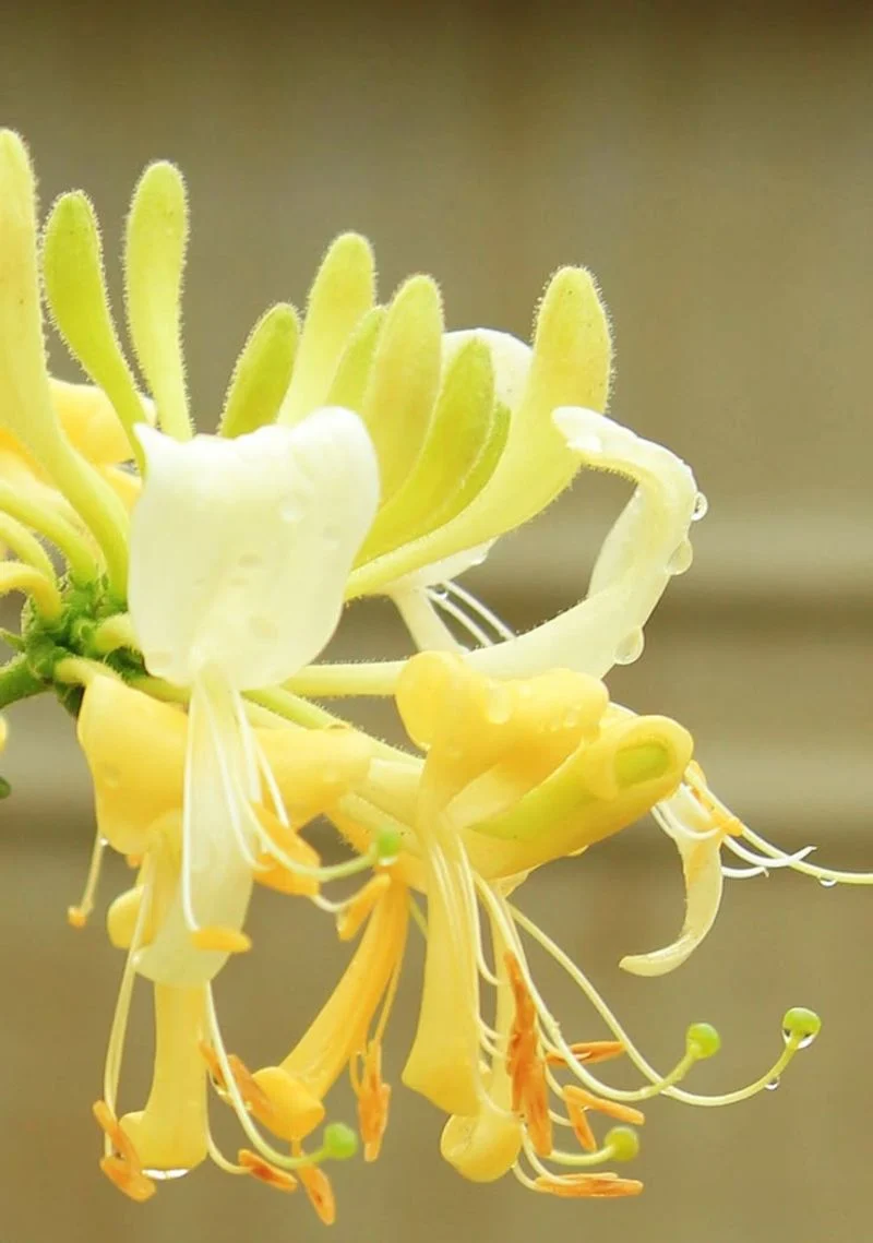 Honeysuckle
