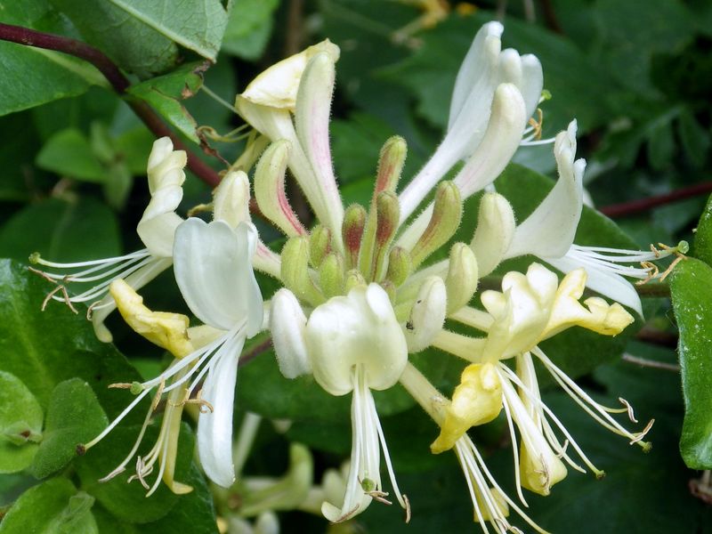 Honeysuckle