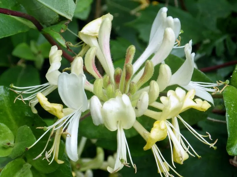 Honeysuckle