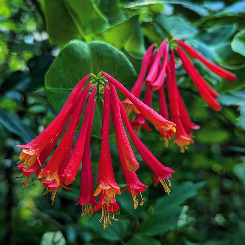 Honeysuckle