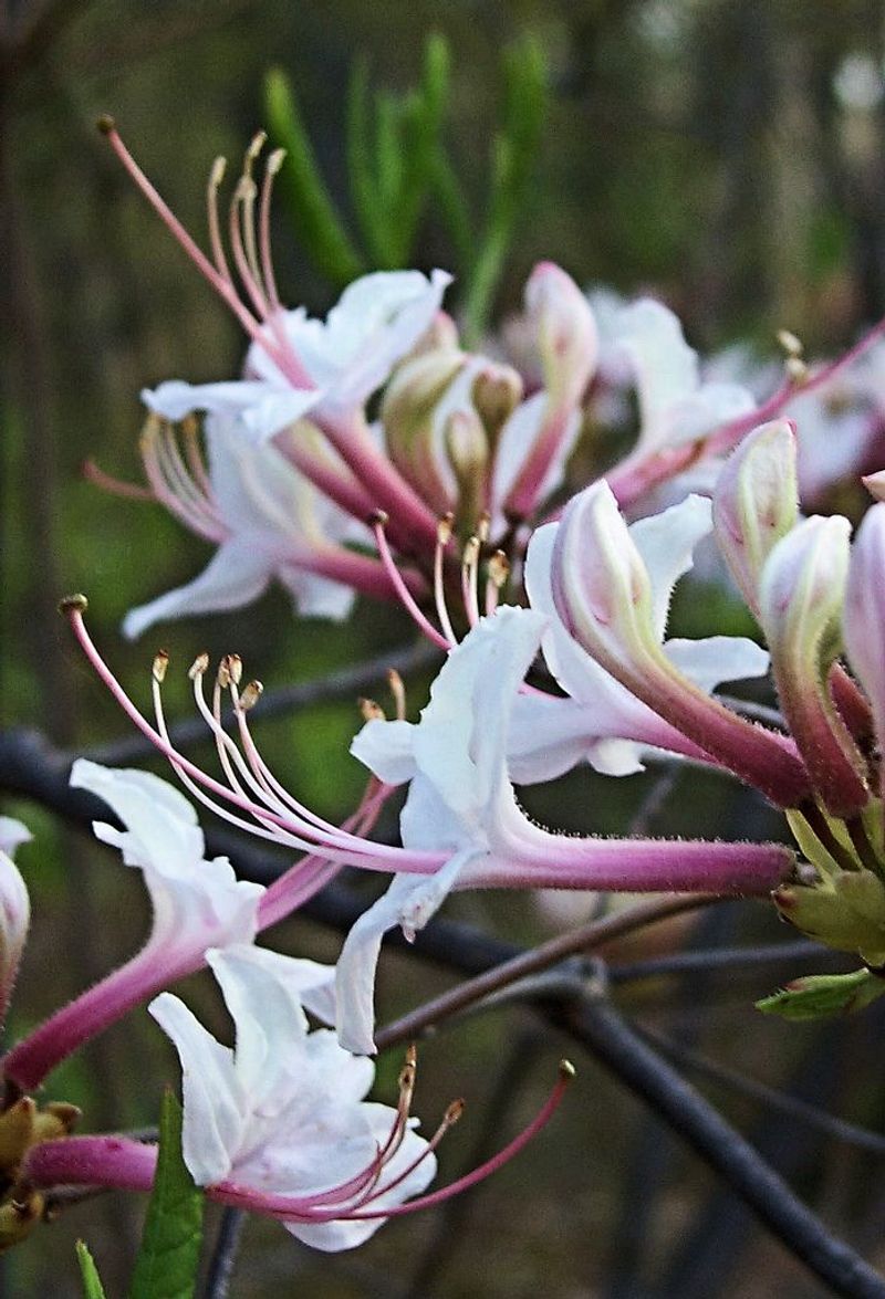 Honeysuckle