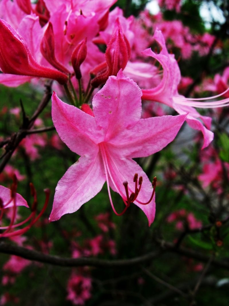 Honeysuckle