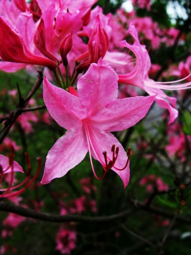 Honeysuckle