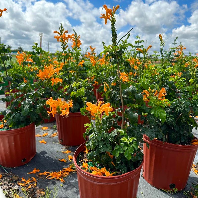 Honeysuckle