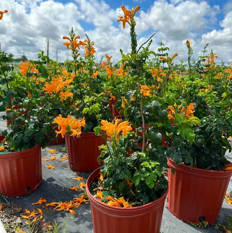 Honeysuckle