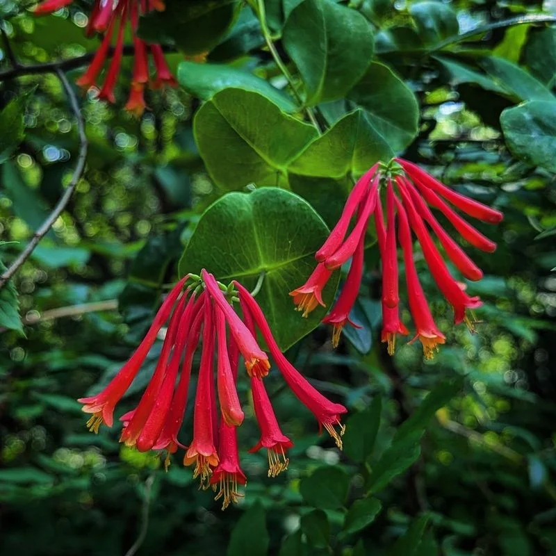 Honeysuckle