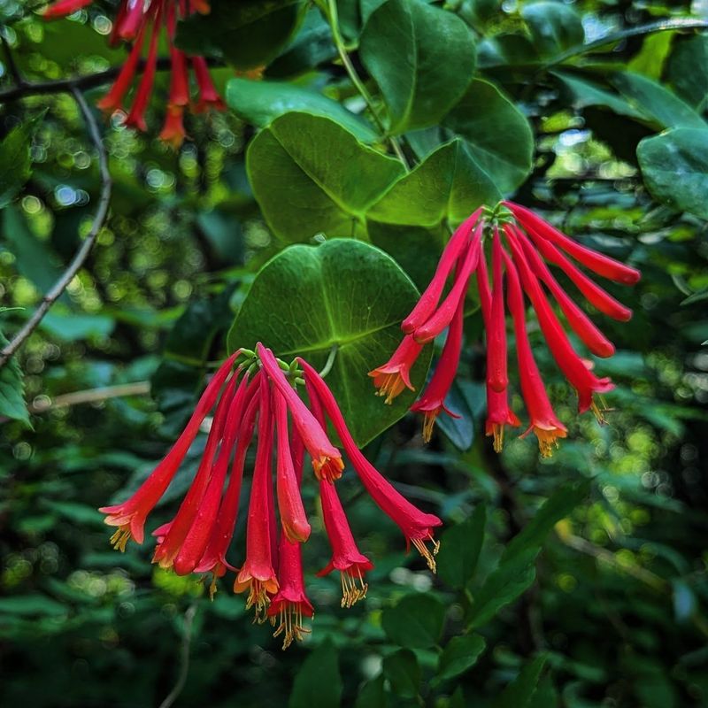 Honeysuckle