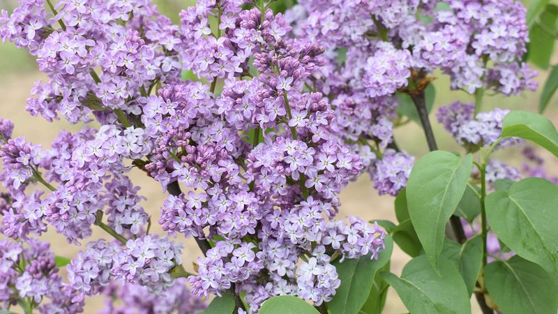 Lilac