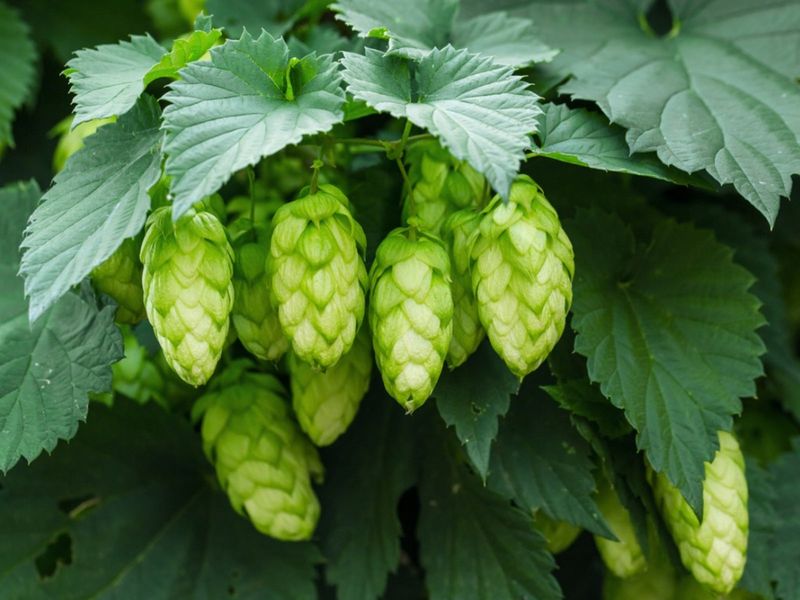 Hops Vine
