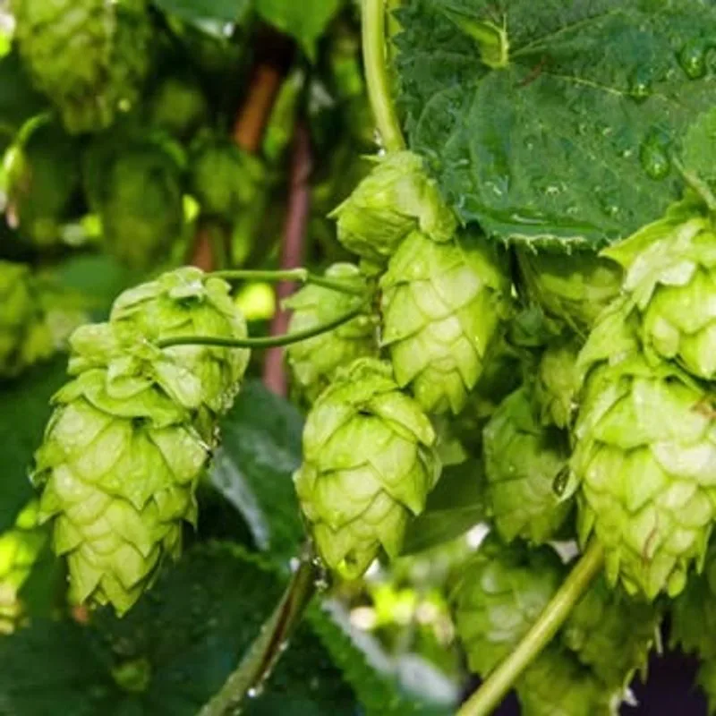 Hops