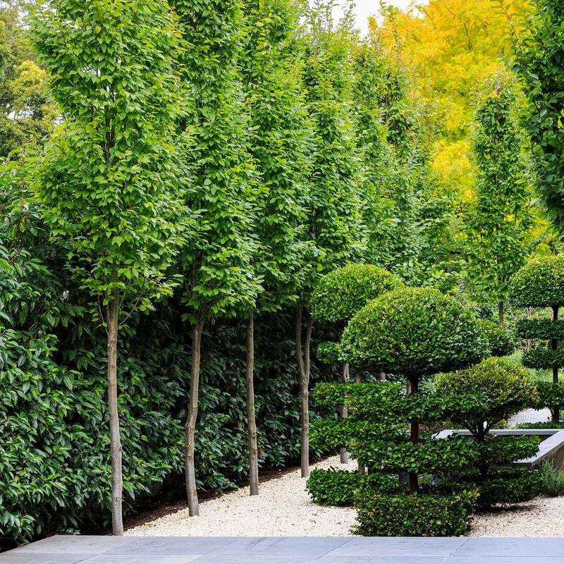 Hornbeam