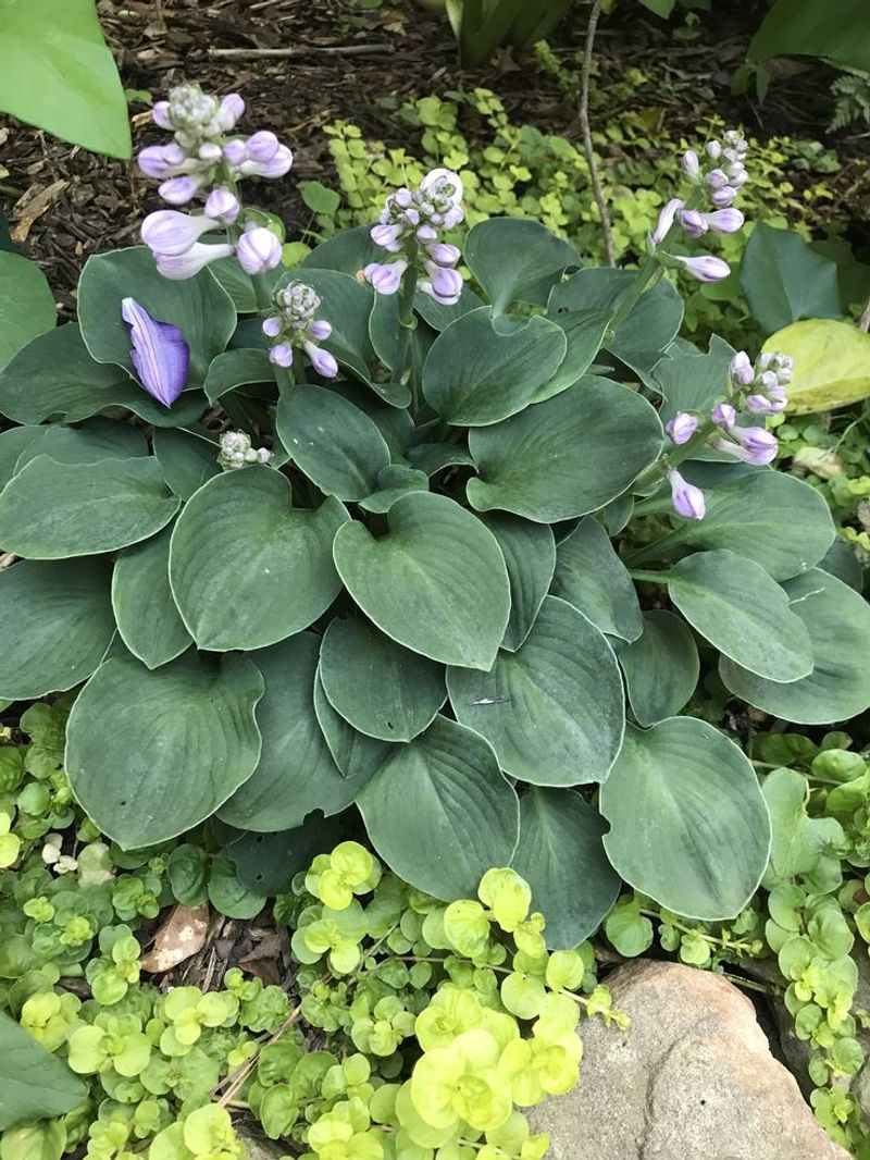 Hosta 'Blue Mouse Ears'