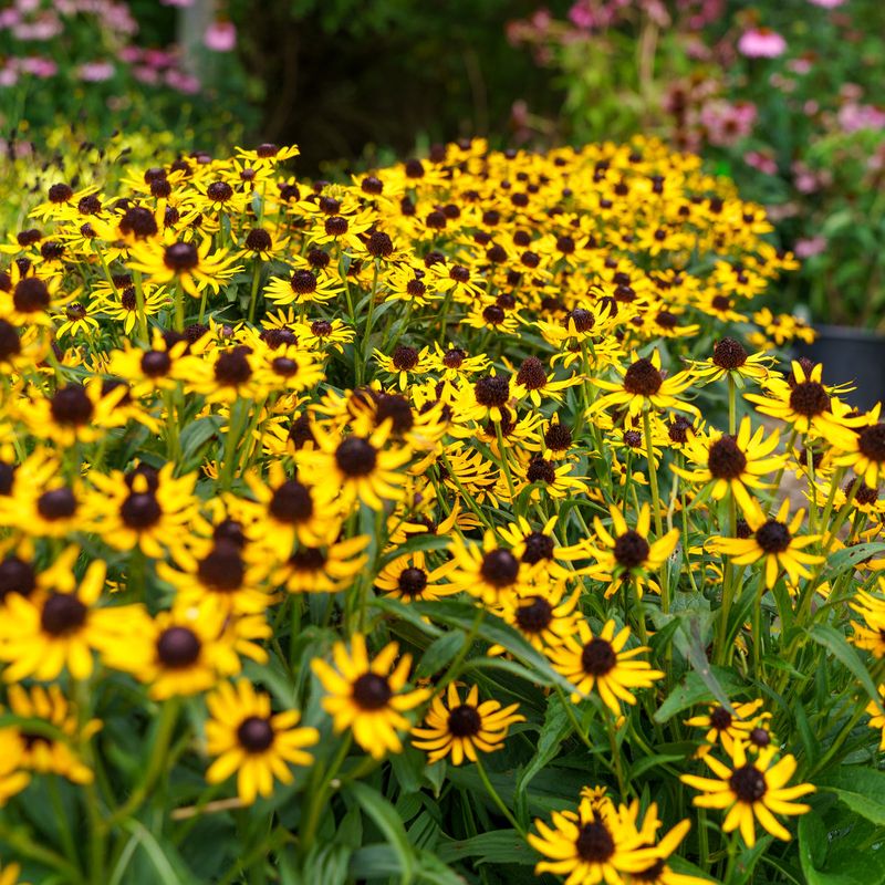 Black-eyed Susan