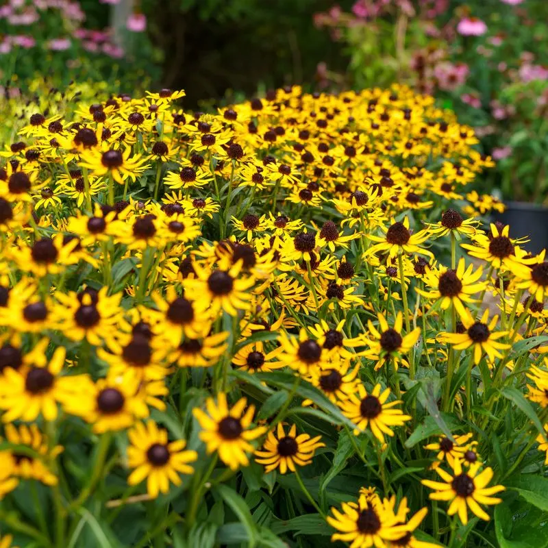 Black-eyed Susan