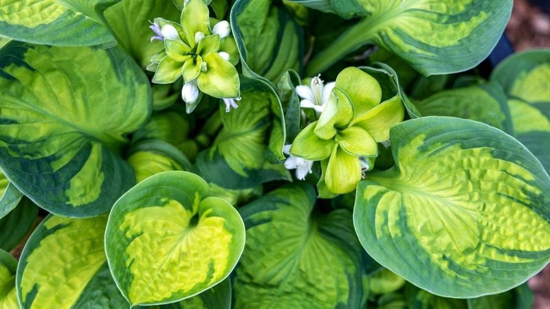 Hosta