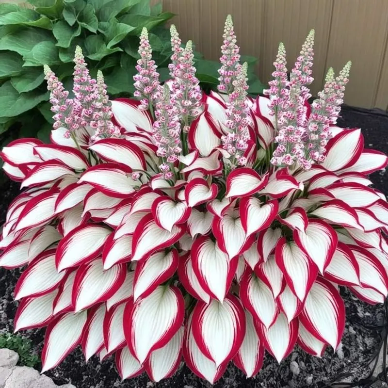 Hosta