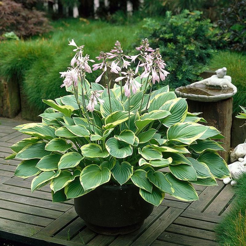 Hosta