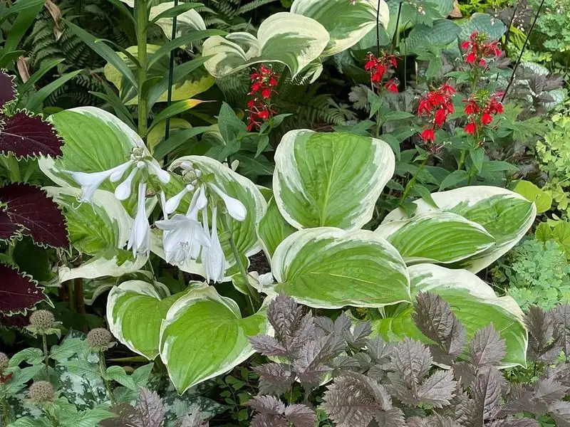 Hosta