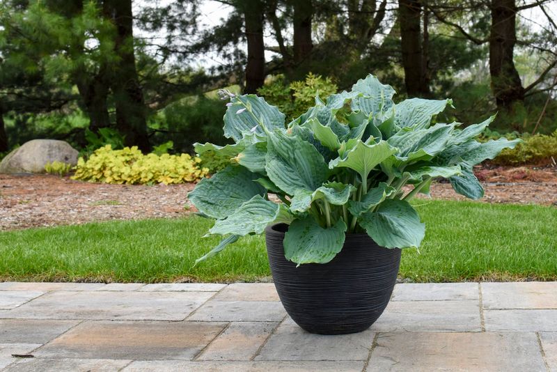 Hosta