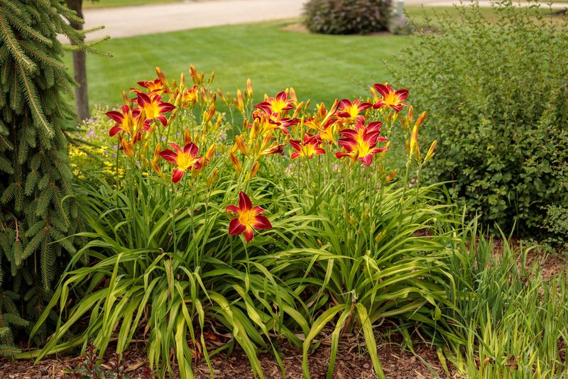 Daylily (Hemerocallis)