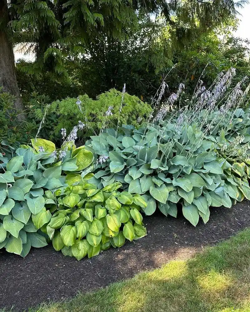 Hosta