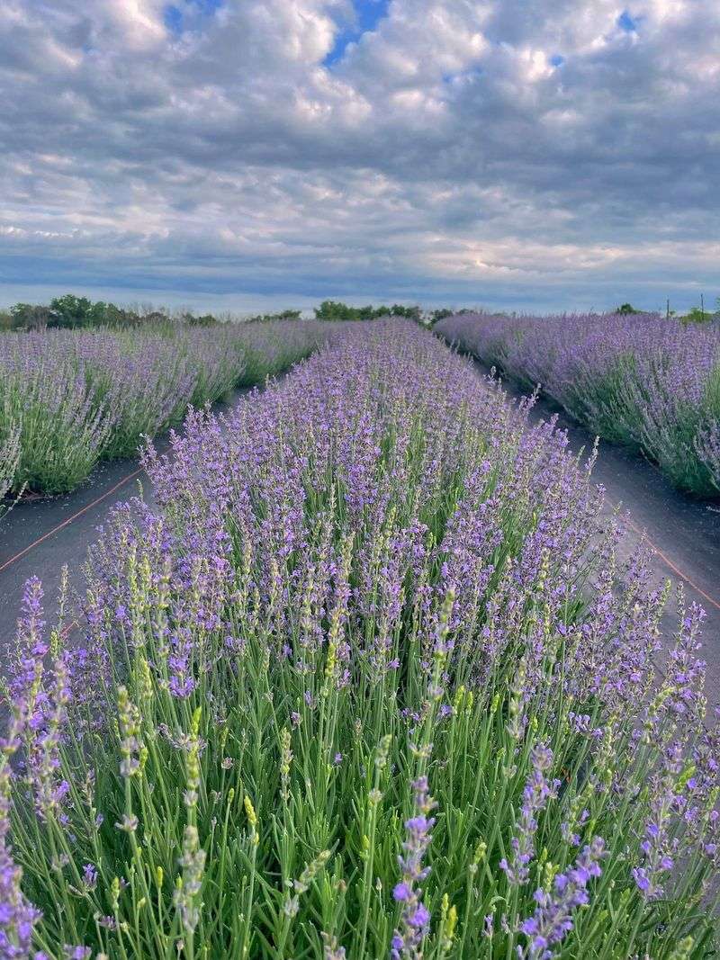 Lavender