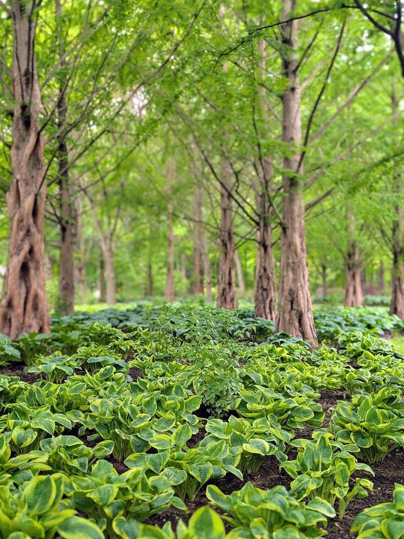 Hostas
