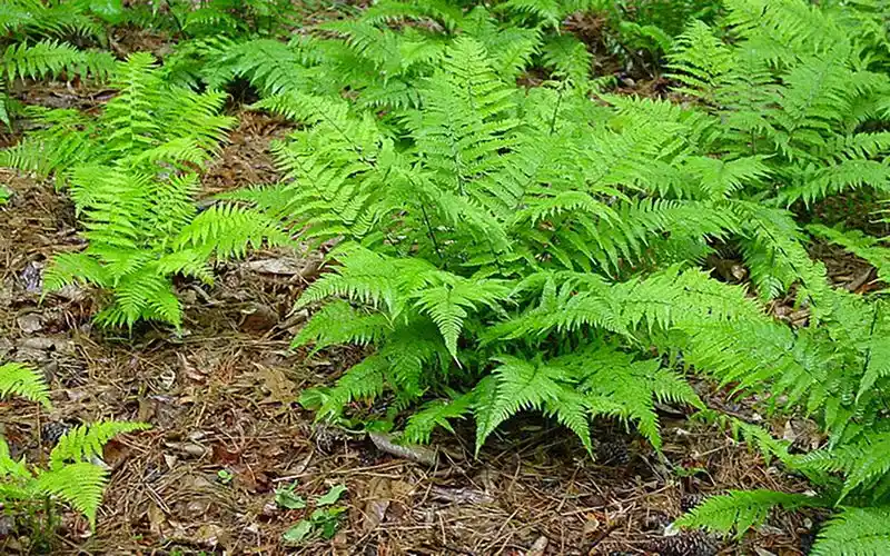 Ferns
