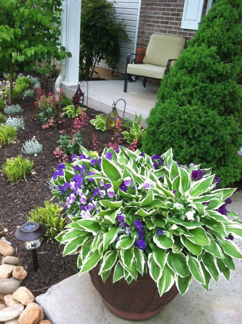 Hostas