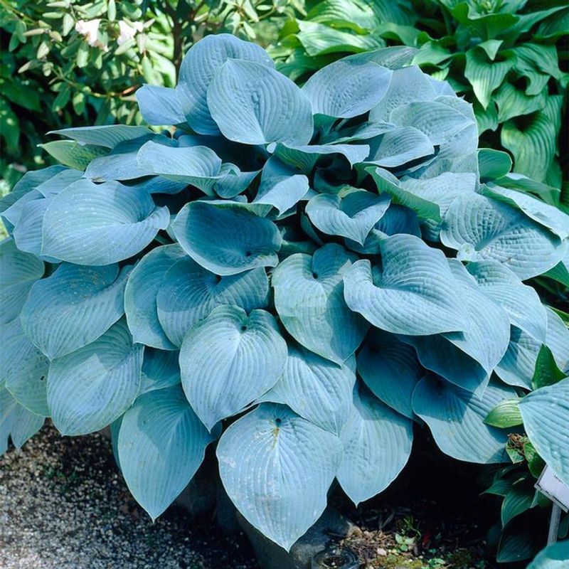 Hostas