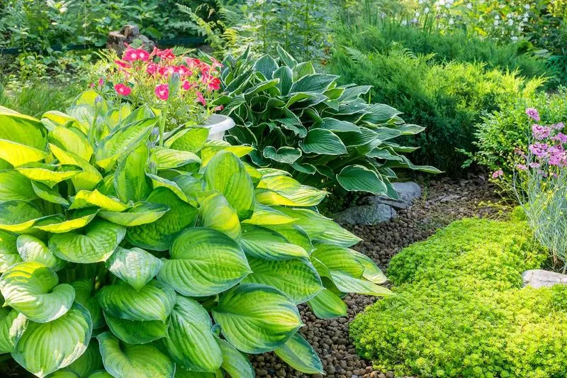 Hostas and Ferns