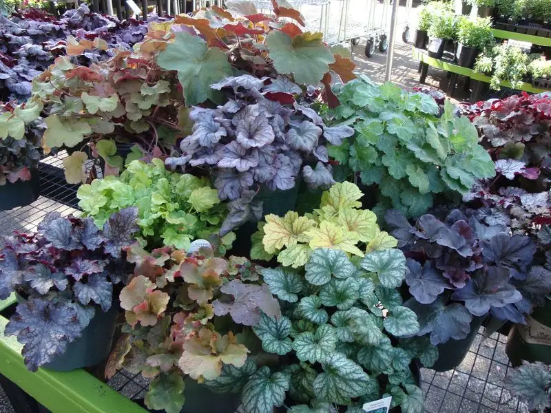 Hostas and Heucheras