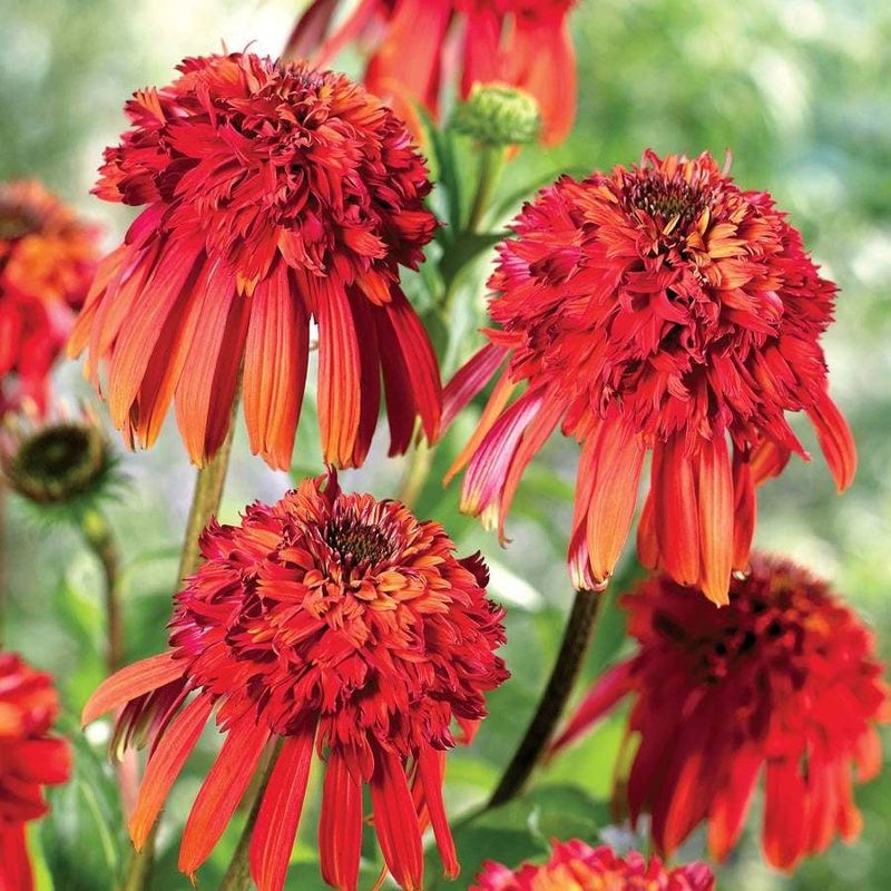 Hot Papaya Coneflower