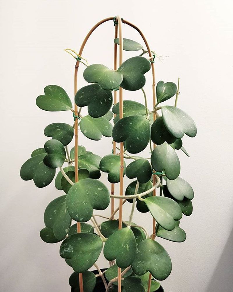 Hoya