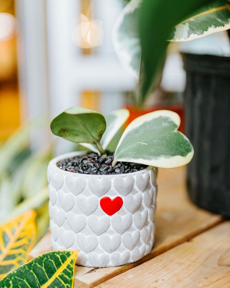 Hoya Heart (Hoya kerrii)