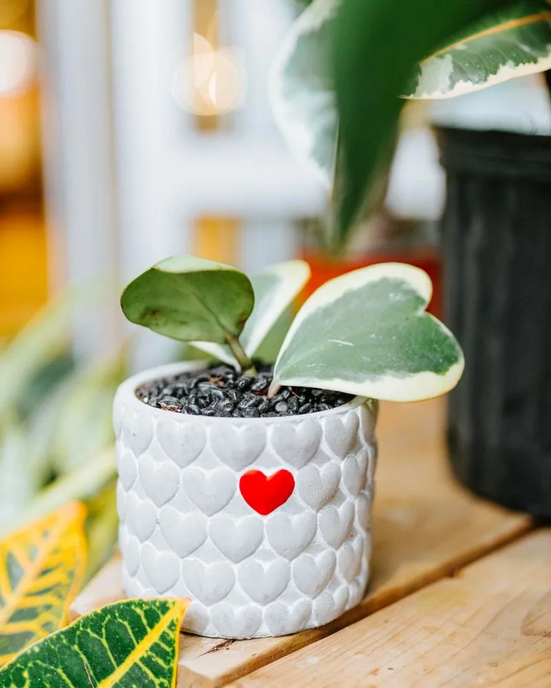 Hoya Heart (Hoya kerrii)