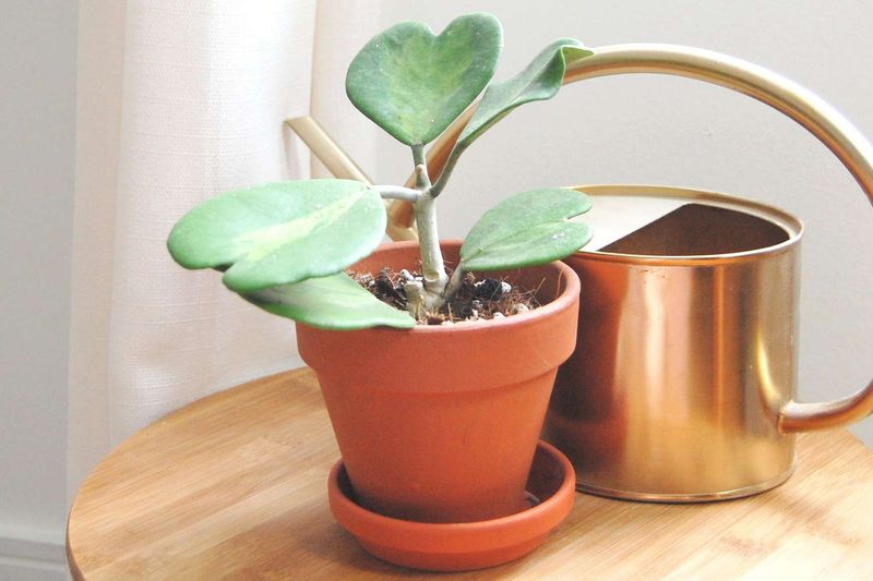 Hoya Kerrii