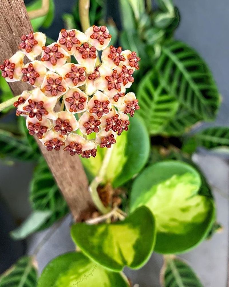 Hoya Kerrii