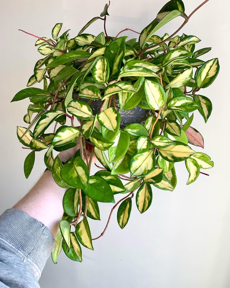 Hoya