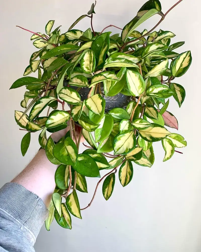 Hoya