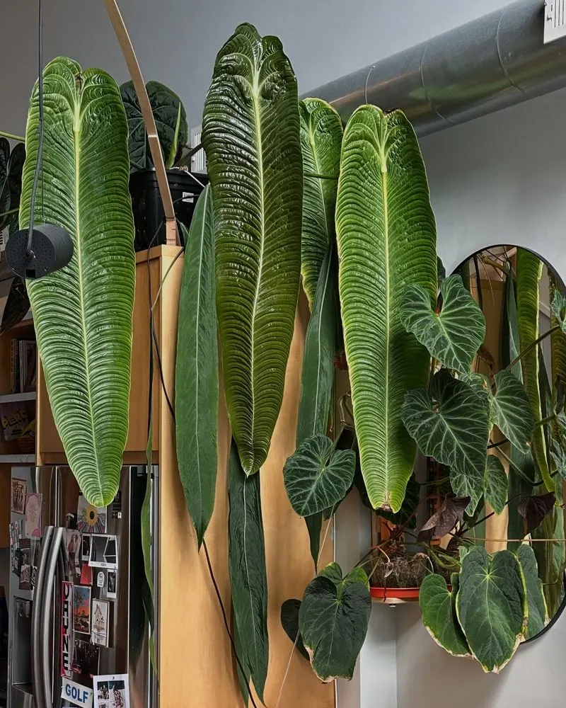 Humidity Control