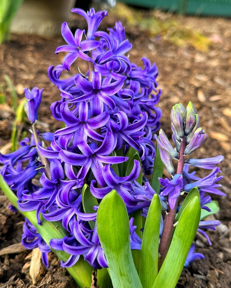 Hyacinth