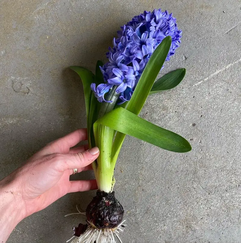 Hyacinth