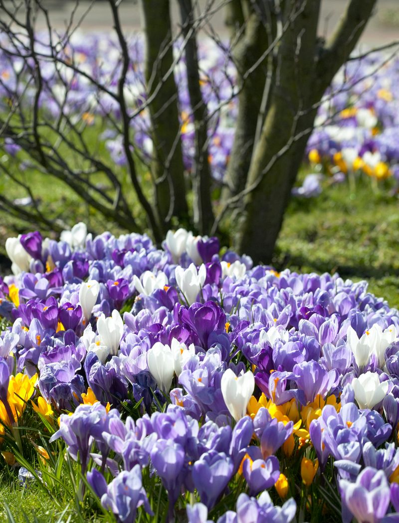 Crocus