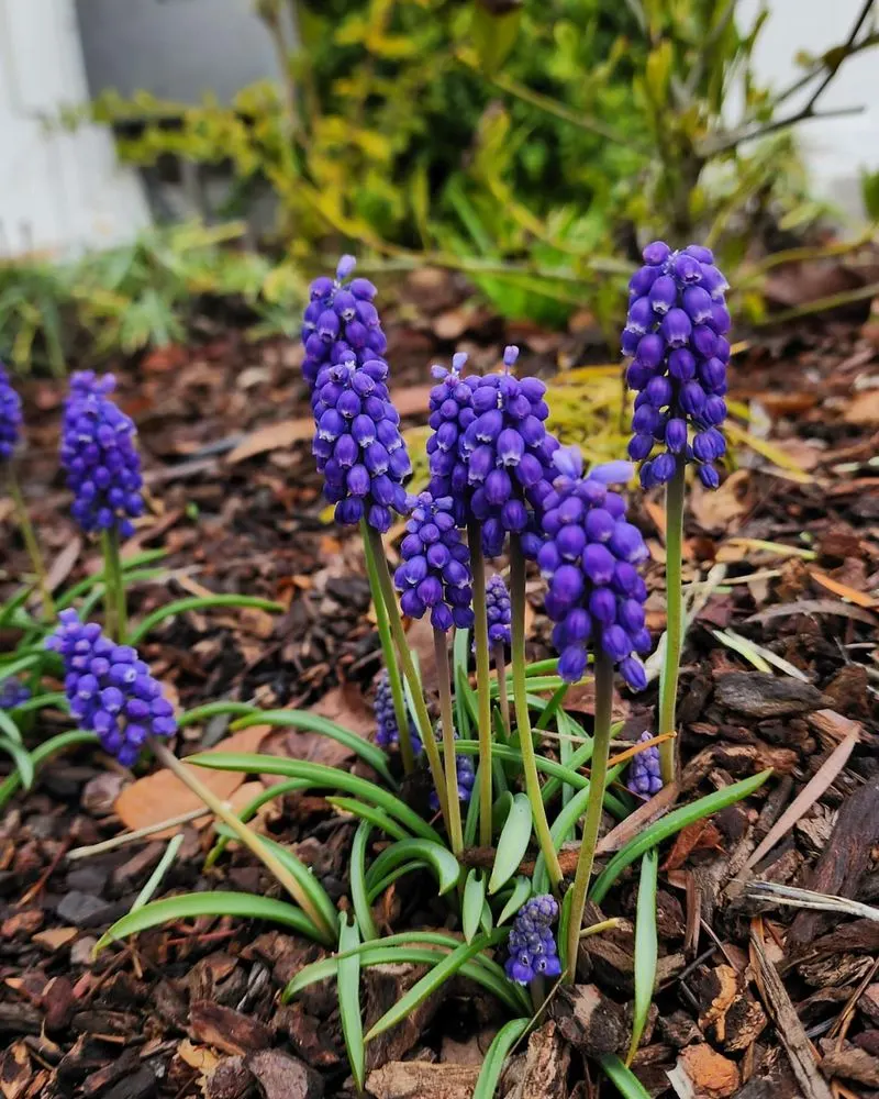 Hyacinth